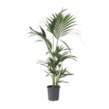 Zimmerpflanze Kentia Howea forsteriana Palme