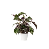 Zimmerpflanze Korbmarante Calathea Fusion Weiß