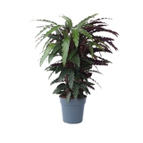 Zimmerpflanze Korbmarante Calathea Wavestar