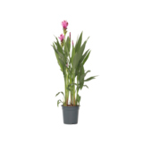 Zimmerpflanze XL Curcuma Al Siam Splash