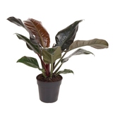 Zimmerpflanze Philodendron Imperial Red