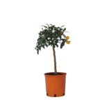 Zimmerpflanze Zitrus-Kumquat-Baum am Stamm