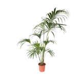 Zimmerpflanze XXL Kentia Indoorpalm Howea Forsteriana