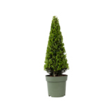 Pflanze Ilex crenata Japanische Stechpalme Pyramidenform