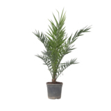 Pflanze XL Kanarische Dattelpalme Phoenix canariensis