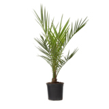 Pflanze Kanarische Dattelpalme Phoenix canariensis