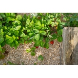 Floragard Mulch