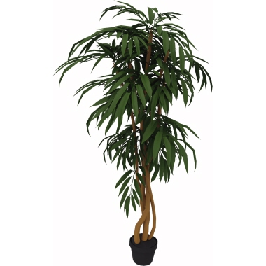 Zimmerpflanze Ficus 150 cm Produktbild