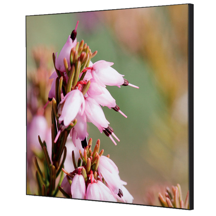 Showdown® Displays Dekobild 40 x 40 cm (B x H) Pinke Blume Erica mehrfarbig Produktbild pa_produktabbildung_1 XL