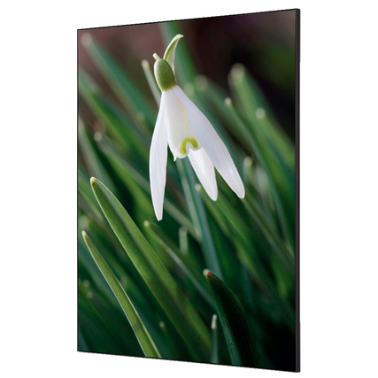 Dekobild einer Schneeglöckchen-Blüte vor grünen Blättern in einem Spannstoff-Rahmen.