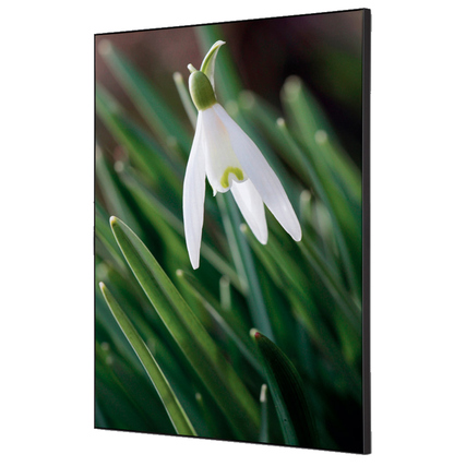 Dekobild einer weißen Schneeglöckchenblüte auf grünem Hintergrund, im Spannstoff-Rahmen.