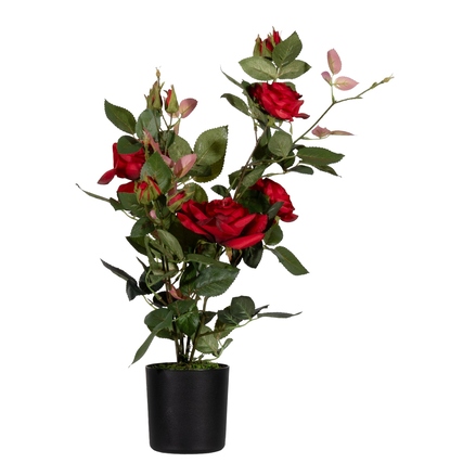 Paperflow Zimmerpflanze meet Rosenstock 54 cm grün/rot Produktbild pa_produktabbildung_1 XL