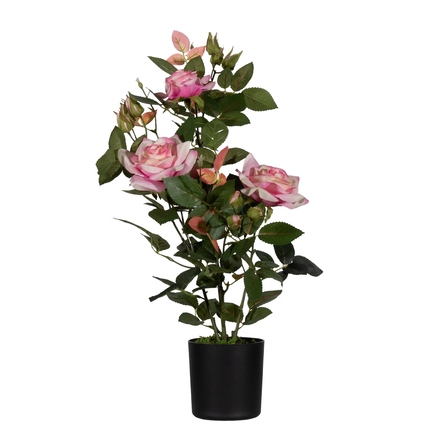 Paperflow Zimmerpflanze meet Rosenstock 54 cm grün/rose Produktbild pa_produktabbildung_1 XL