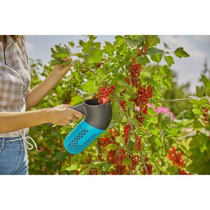 Frau in blauer Bluse pflückt mit Beerensammler rote Johannisbeeren von einer Pflanze.