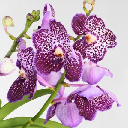 Vanda-Orchidee mit lila Blüten und speckled Muster auf grünem Stängel.