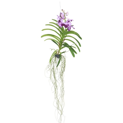 Zimmerpflanze Vanda Orchidee L ca. 60cm lila