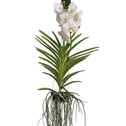Zimmerpflanze Vanda Orchidee L ca. 60cm weiß