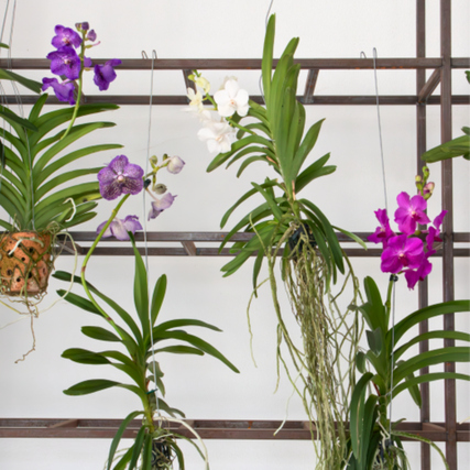Verschiedene Vanda-Orchideen mit bunten Blüten hängen an einem Pflanzenregal.