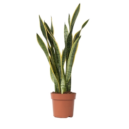 Zimmerpflanze Sansevieria Laurentii Schlangenpflanze ca. 65-75cm grün/gelb