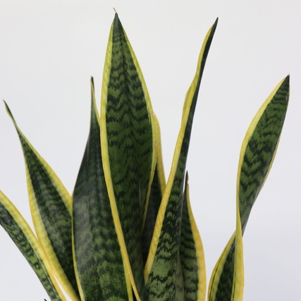 Sansevieria Laurentii mit langen, spitzen Blättern in grün-gelb gestreift.
