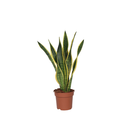 Zimmerpflanze Sansevieria Laurentii in einem braunen Topf, ca. 60-70 cm hoch.