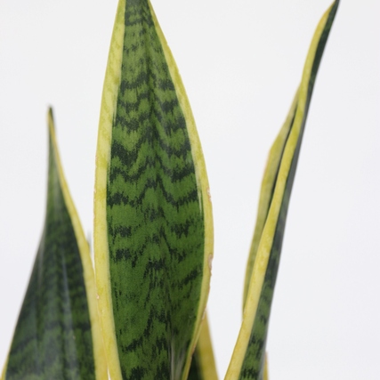 Sansevieria Laurentii mit langen, spitzen, grün-gelben Blättern vor hellem Hintergrund.