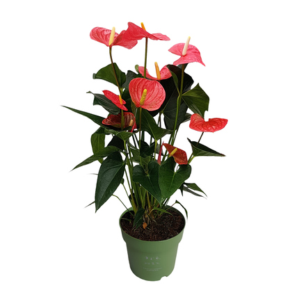 Zimmerpflanze Flamingoblume Anthurium Maine Pink ca. 55-70cm grün/rosa