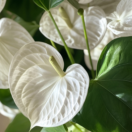 Weißblühende Anthurium-Pflanze mit herzförmigen Blütenblättern und glänzenden grünen Blättern.