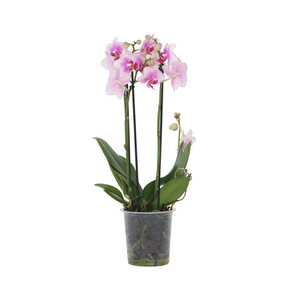 Zimmerpflanze Schmetterlingsorchidee Multi Phalaenopsis ca. 35-45cm 3 Zweige rosa
