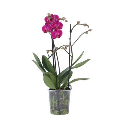Zimmerpflanze Schmetterlingsorchidee Multi Phalaenopsis ca. 35-45cm 3 Zweige lila