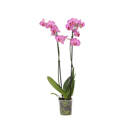 Zimmerpflanze Schmetterlingsorchidee Phalaenopsis ca. 35-45cm 2 Zweige lila