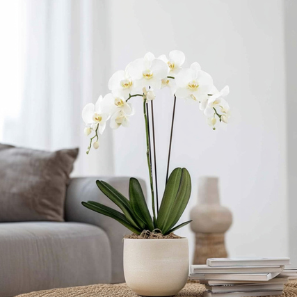 Weiße Schmetterlingsorchidee Phalaenopsis in einem topf mit grünen Blättern auf einem Tisch.