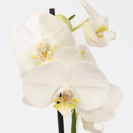 Weiße Schmetterlingsorchidee (Phalaenopsis) mit eleganten Blüten auf einem floralem Hintergrund.