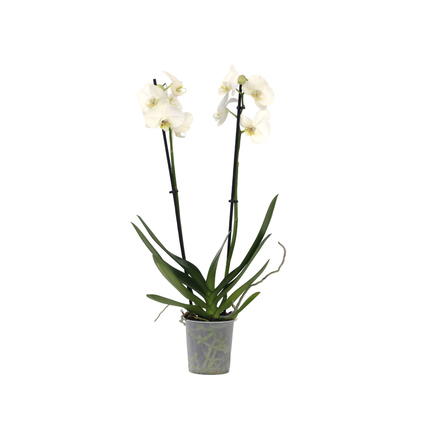 Zimmerpflanze Schmetterlingsorchidee Phalaenopsis ca. 35-45cm 2 Zweige weiß