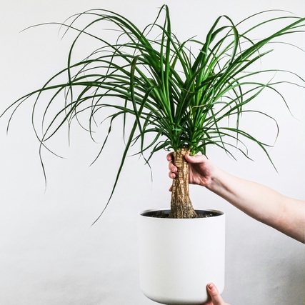 Pflanze Beaucarnea Elefantenfuß mit langem, fadenförmigen Blattwerk in weißem Topf.