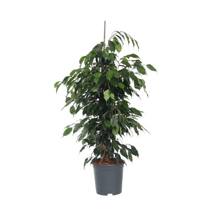 Zweiseitige Ansicht einer Ficus Benjamina Danielle Pflanze in einem grauen Topf.