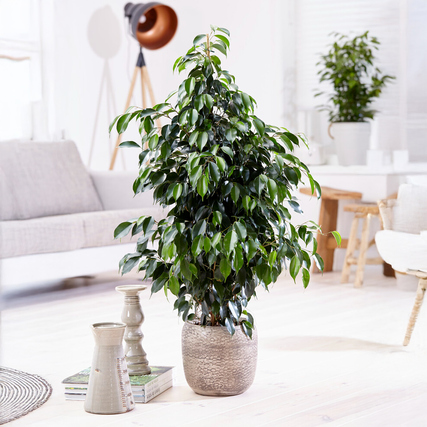 Geigenpflanze Ficus Benjamina Danielle in dekorativem Topf, umgeben von modernem Wohnambiente.