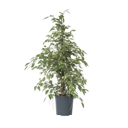 Zimmerpflanze Geigenpflanze Ficus Benjamina Twilight XL ca. 100-110cm grün/weiß