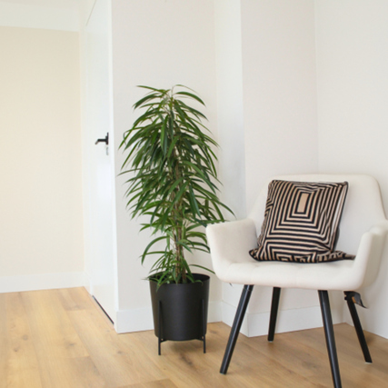 Zimmerpflanze Geigenpflanze Ficus Binnendiijkii Alii in einem modernen Raum neben einem Sessel.