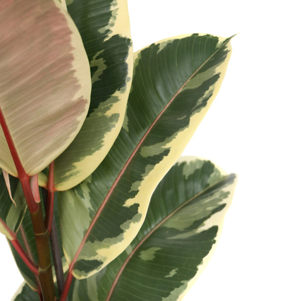 Blätter der Zimmerpflanze Ficus Elastica Tineke in grünlich-weißer Färbung.