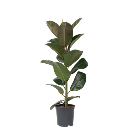 Zimmerpflanze Ficus Elastica Robusta ca. 75-100cm grün