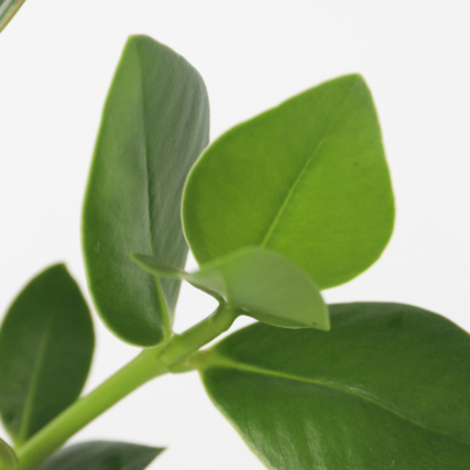 Grüne Blätter einer Clusia-Pflanze, die in Hydroponik gehalten wird.