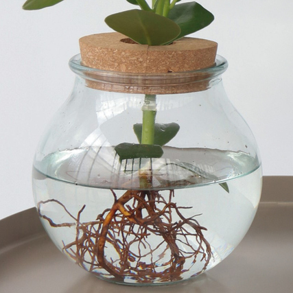 Hydroponische Balsamapfel-Pflanze in Glasgefäß mit sichtbaren Wurzeln im Wasser.