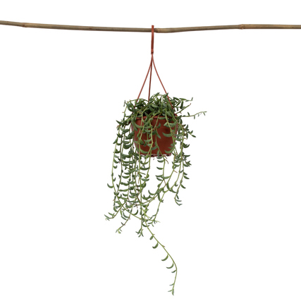 Zimmerpflanze Senecio String of Bananas ca. 10-20cm grün