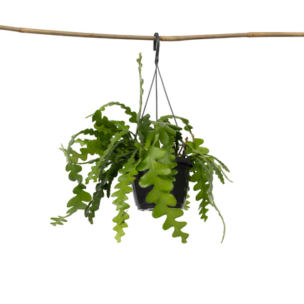 Zimmerpflanze Epiphyllum anguliger Sägeblattkaktus ca. 30-40cm grün