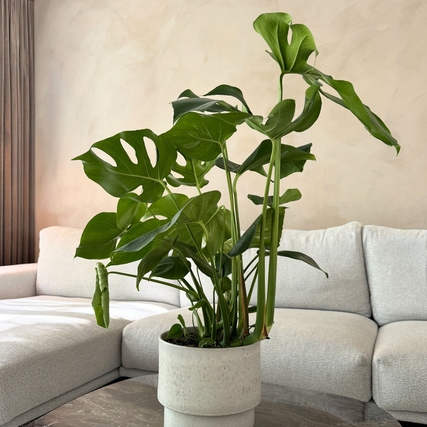 Zimmerpflanze Monstera Deliciosa in einem Topf, platziert neben einer hellen Couch.