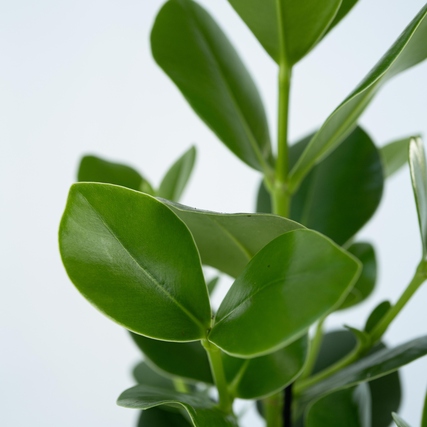 Nahaufnahme von glänzenden, großen Blättern der Clusia rosea Prinzessin Pflanze.