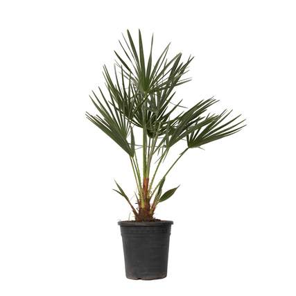Pflanze XL Europäische Zwergpalme Chamaerops humilis ca. 70-80cm grün