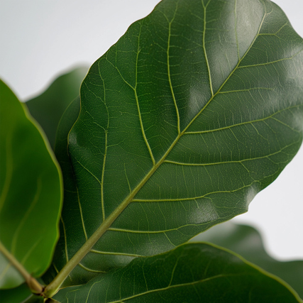 Zimmerpflanze Ficus Lyrata Fiddle Leaf Pflanze Produktbild pa_stellvertreter_2 XL