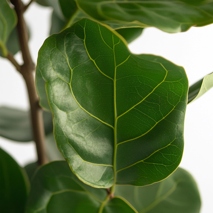 Zimmerpflanze Ficus Lyrata Fiddle Leaf Pflanze Produktbild pa_stellvertreter_3 XL